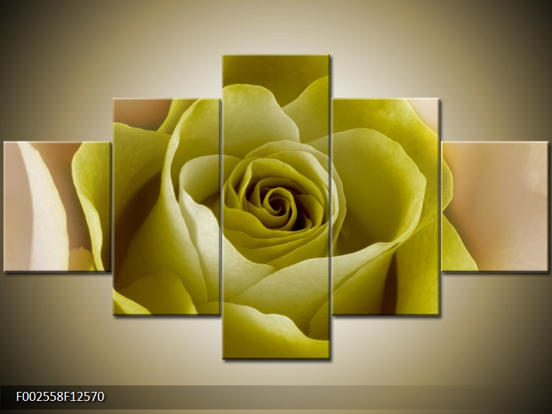 Obraz krásného květu žluté růže (F002558F12570)