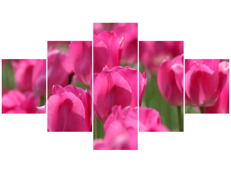 Obraz růžových tulipánů  (F002627F12570)