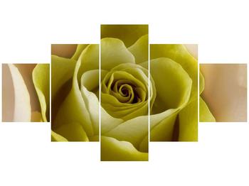 Obraz krásného květu žluté růže