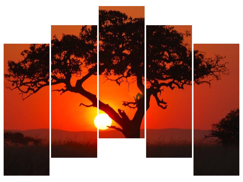 Obraz krásného stromu při západu slunce (F000006F12590)