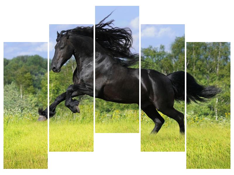 Obraz koně s rozevlátou hřívou  (F002685F12590)