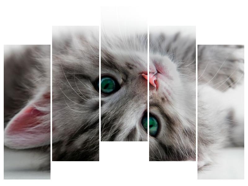 Obraz kočky se zelenýma očima  (F002702F12590)