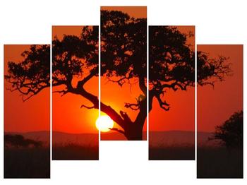 Obraz krásného stromu při západu slunce