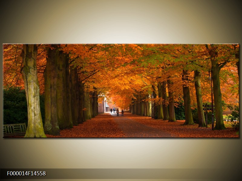 Krásný obraz aleje stromů na podzim (F000014F14558)