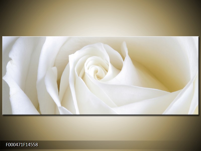 Obraz bílé růže (F000471F14558)