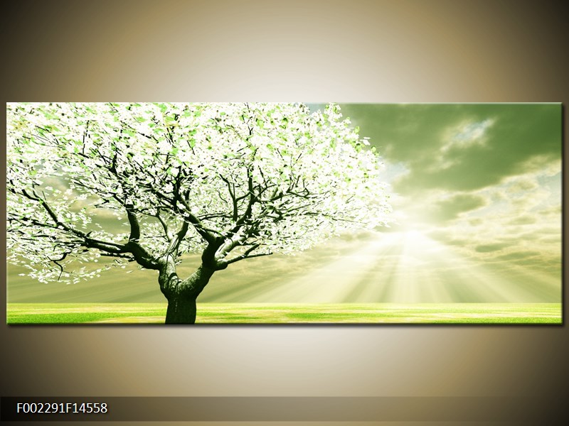 Obraz stromu na jaře (F002291F14558)
