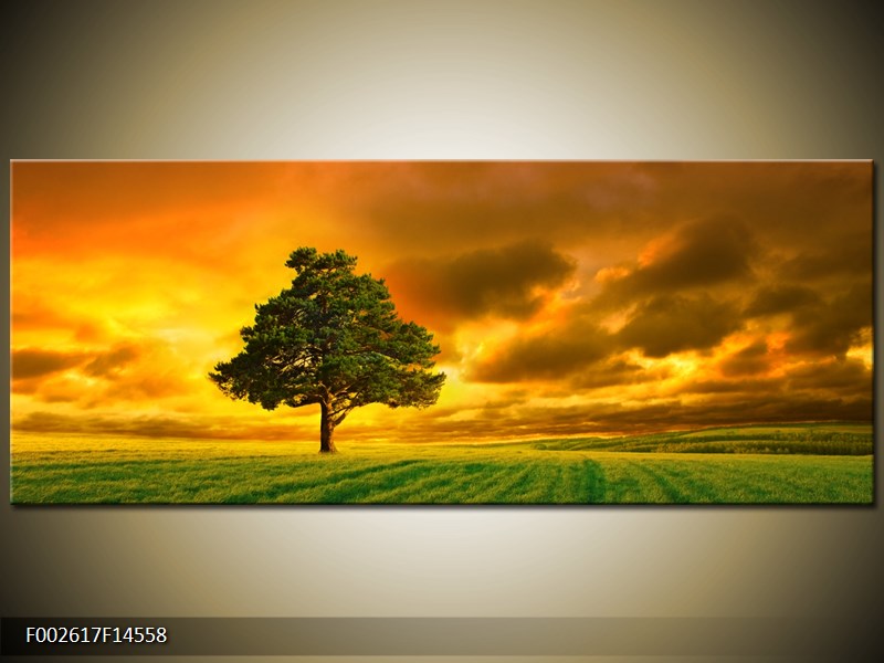 Obraz osamoceného stromu na louce  (F002617F14558)