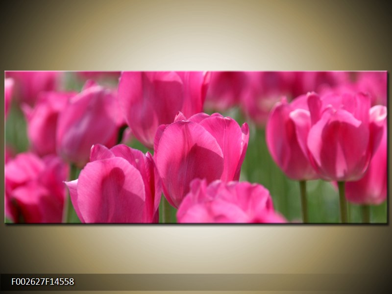 Obraz růžových tulipánů  (F002627F14558)