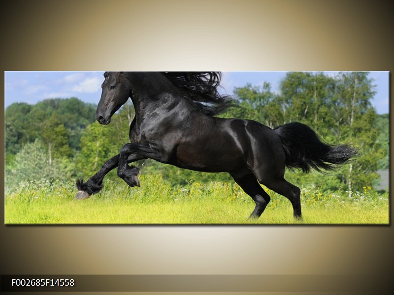 Obraz koně s rozevlátou hřívou  (F002685F14558)