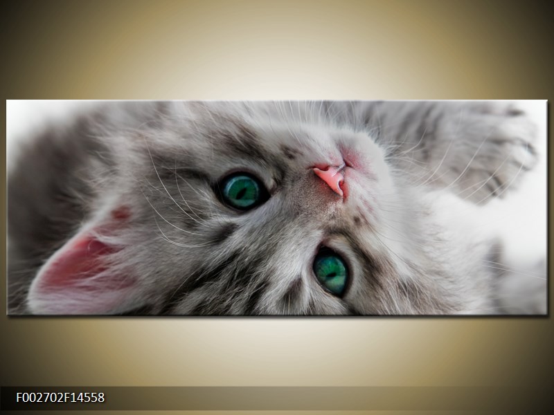 Obraz kočky se zelenýma očima  (F002702F14558)