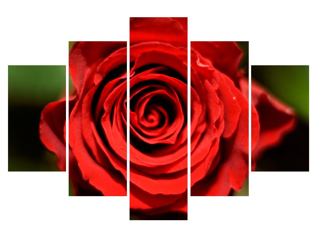 Slika detajla cvijeta ruže