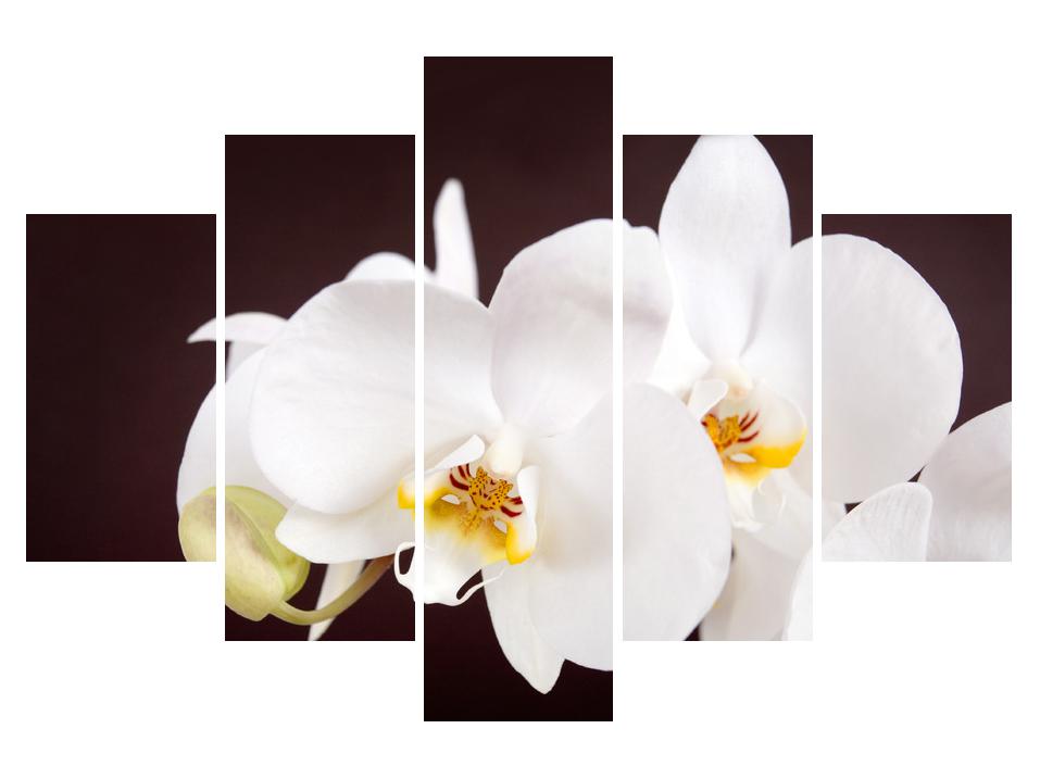 Slika cvetov orhideje
