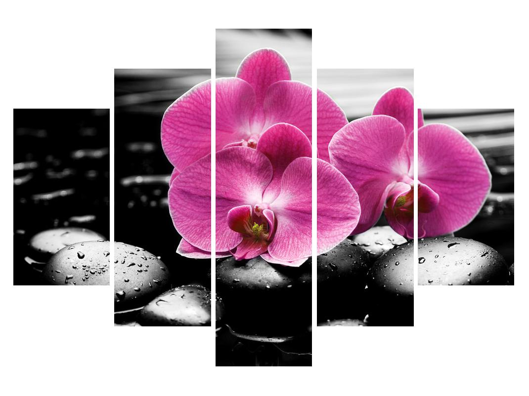 Slika cvetov orhideje