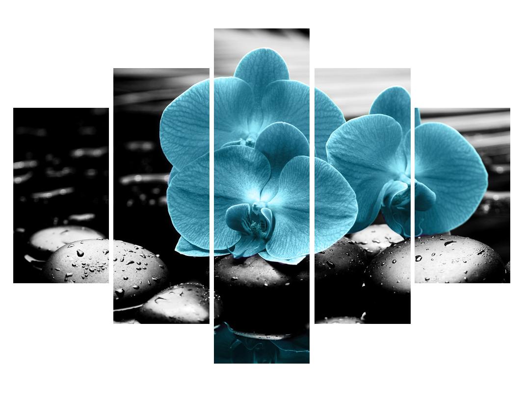 Slika modrih cvetov orhideje (K012398K150105)
