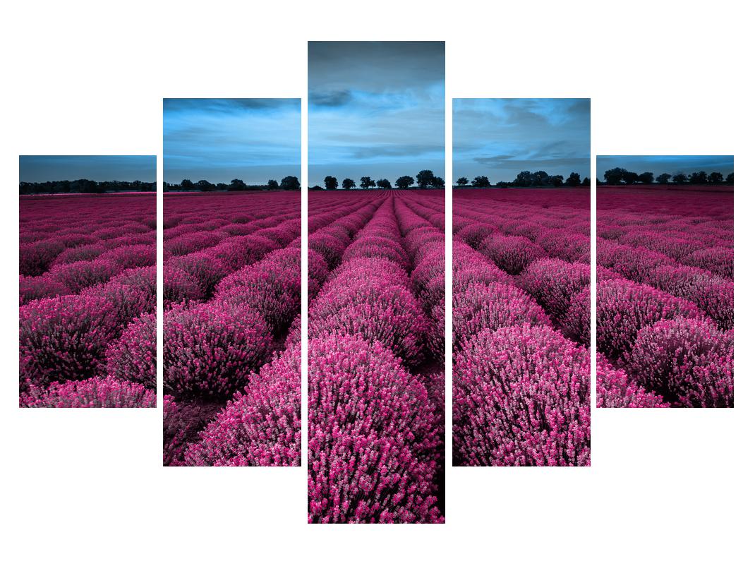 Slika rožnatega polja