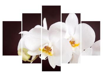 Obraz kvetov orchidee