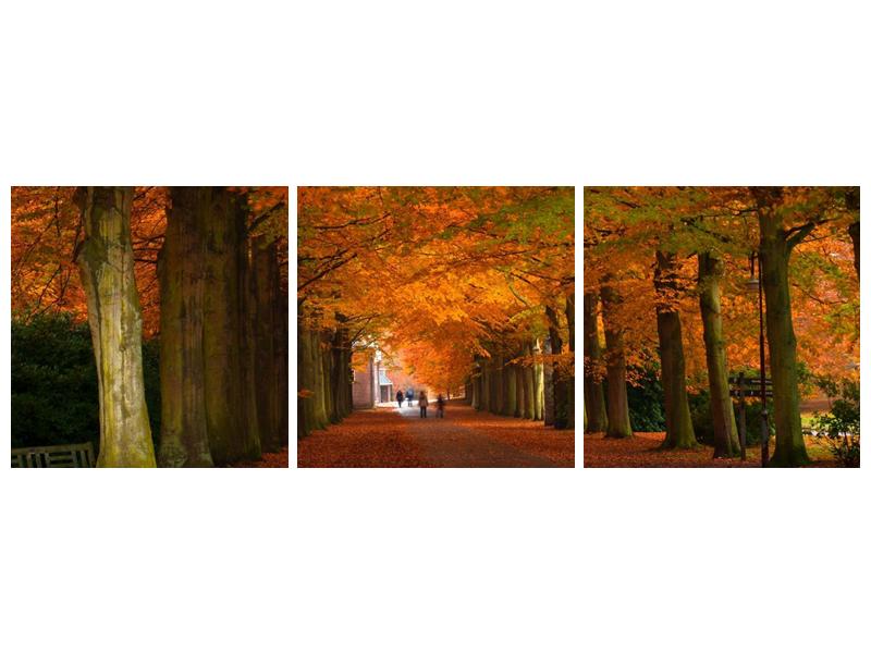 Krásný obraz aleje stromů na podzim (F000014F15050)