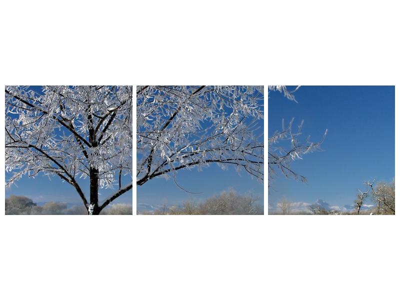 Zimní obraz jinovatky  (F000407F15050)