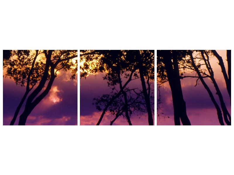 Obraz stromů při západu slunce (F000473F15050)