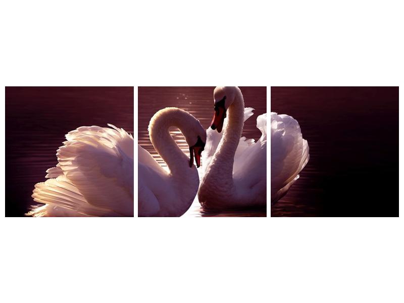 Obraz labutí na jezeře  (F002698F15050)