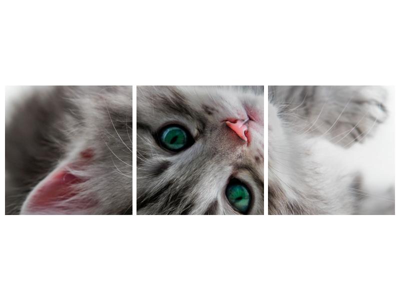 Obraz kočky se zelenýma očima  (F002702F15050)