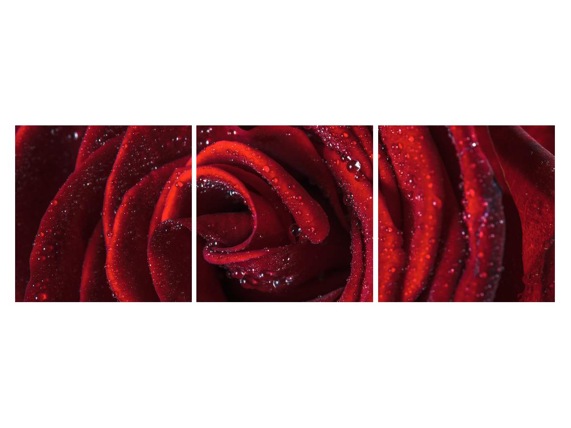 Slika crvene ruže