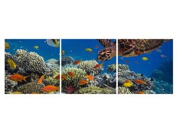 Víz alatti tengeri világ képe