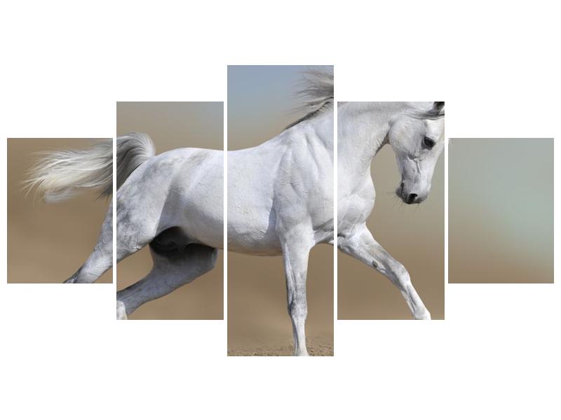Obraz bílého koně v pohybu  (F002629F150805PCS)