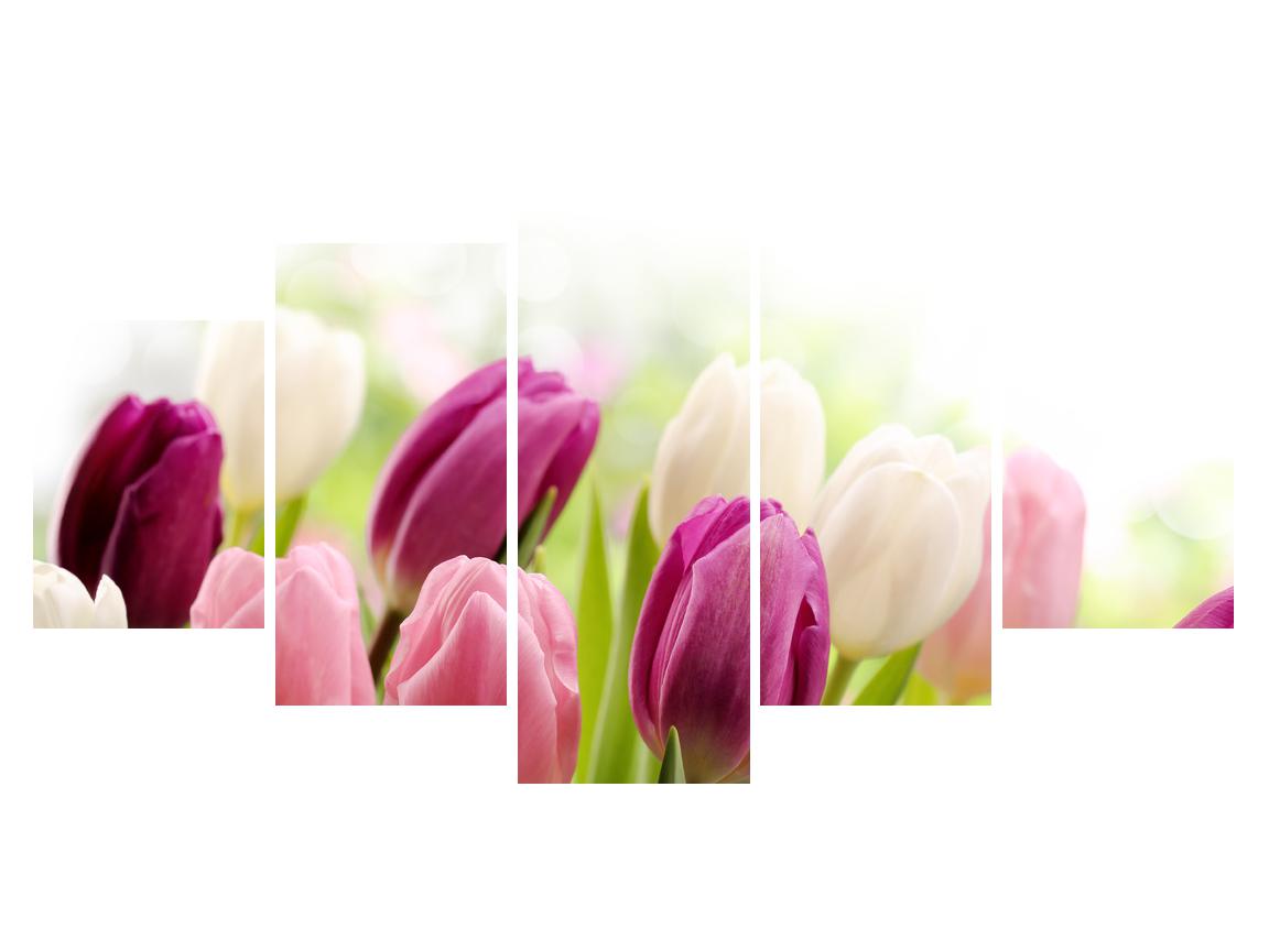 Slika brstečih tulipanov