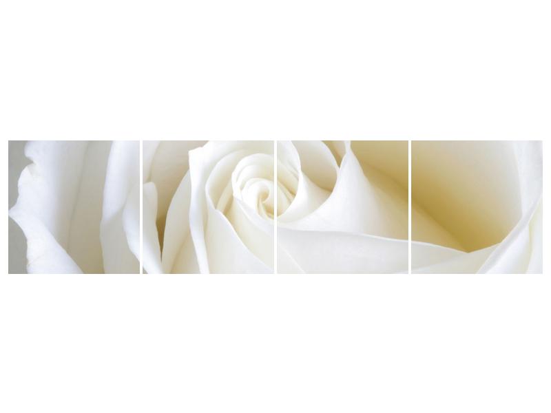 Obraz bílé růže (F000471F16040)