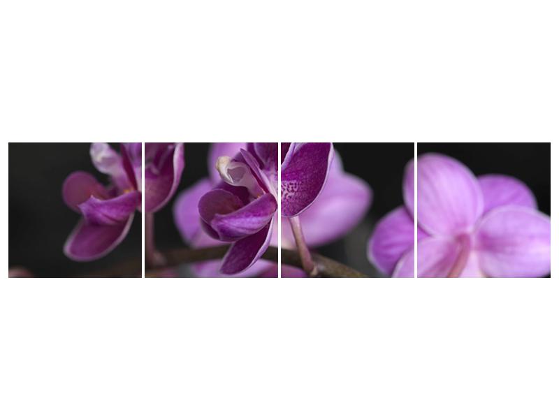Obraz fialové květiny na hladině (F001231F16040)