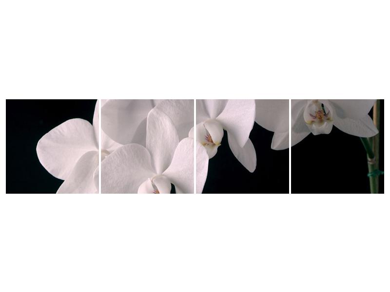 Obraz bílých magnolií (F001513F16040)