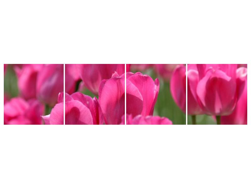 Obraz růžových tulipánů  (F002627F16040)