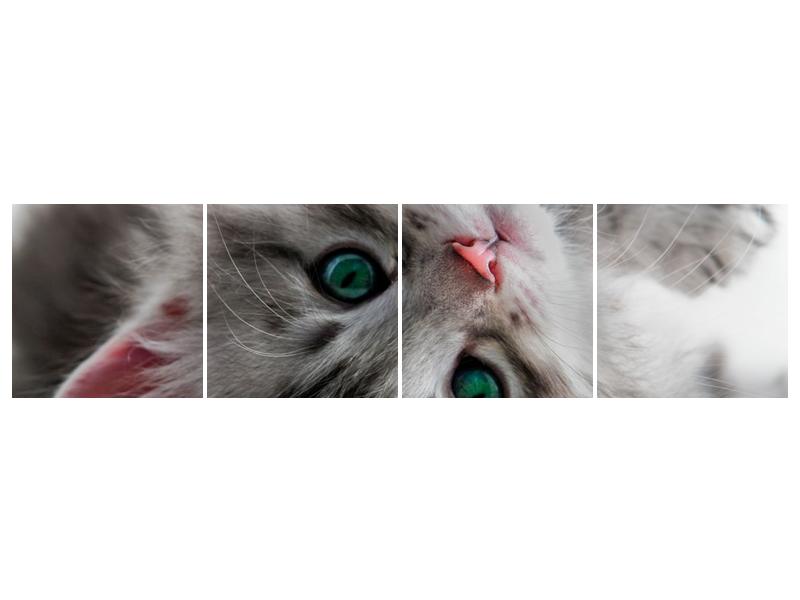 Obraz kočky se zelenýma očima  (F002702F16040)
