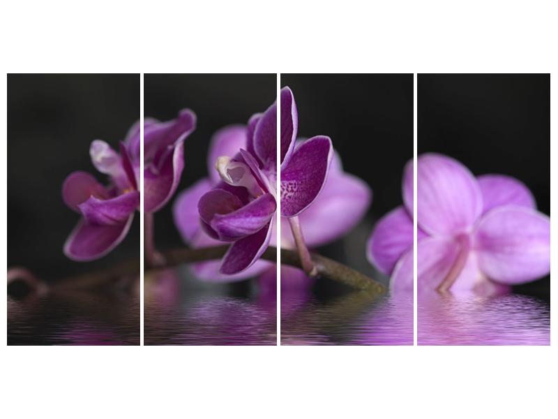 Obraz fialové květiny na hladině (F001231F16080)