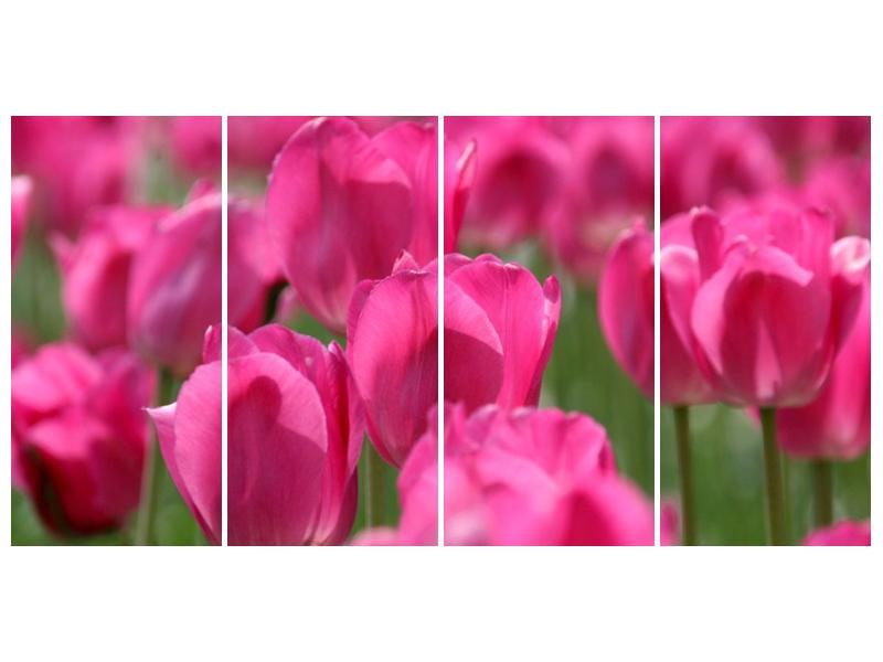 Obraz růžových tulipánů  (F002627F16080)