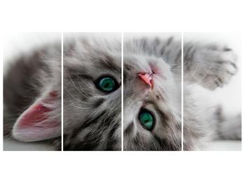 Obraz kočky se zelenýma očima 