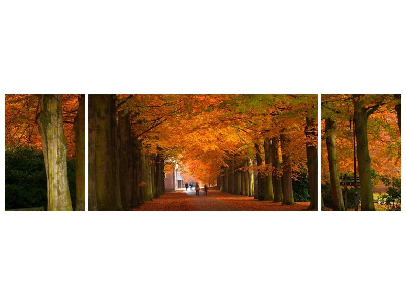 Krásný obraz aleje stromů na podzim (F000014F17050)