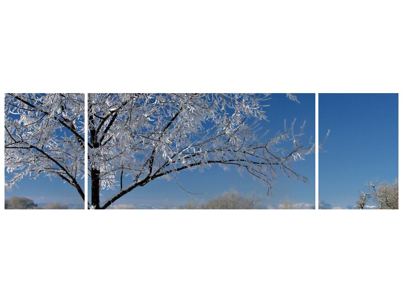 Zimní obraz jinovatky  (F000407F17050)