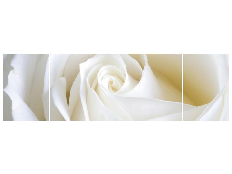 Obraz bílé růže (F000471F17050)
