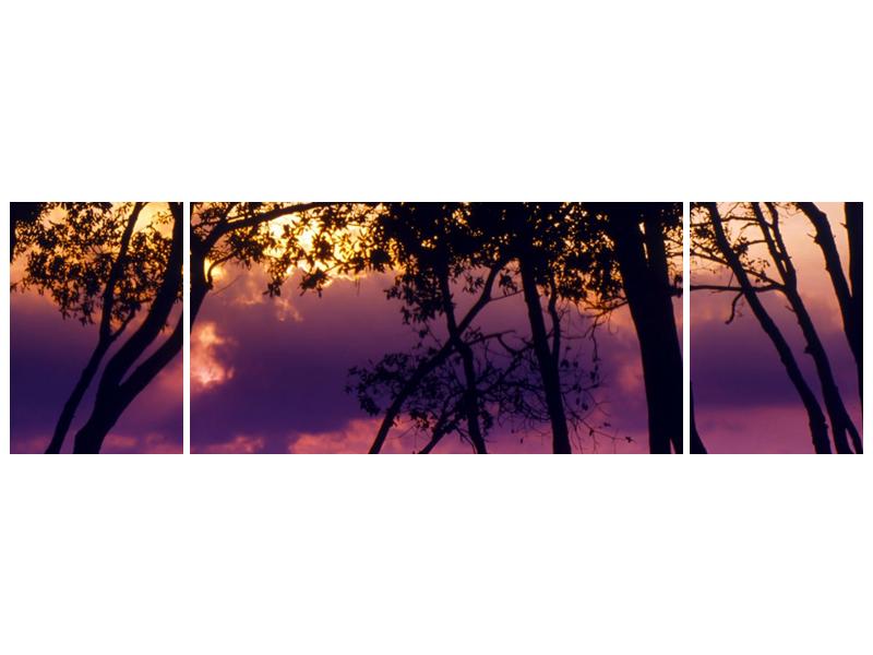 Obraz stromů při západu slunce (F000473F17050)