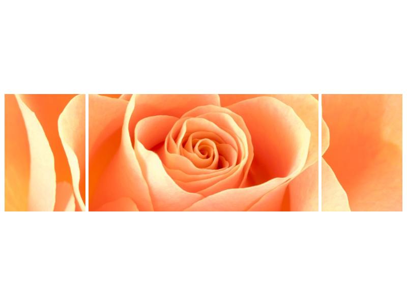 Obraz růže (F000693F17050)