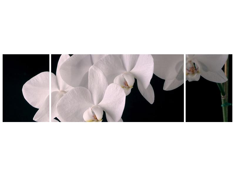 Obraz bílých magnolií (F001513F17050)