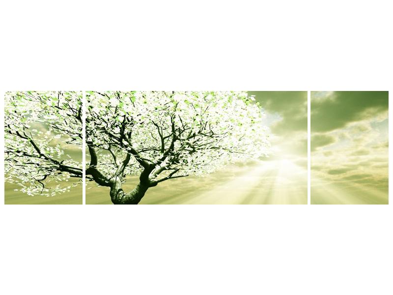 Obraz stromu na jaře (F002291F17050)