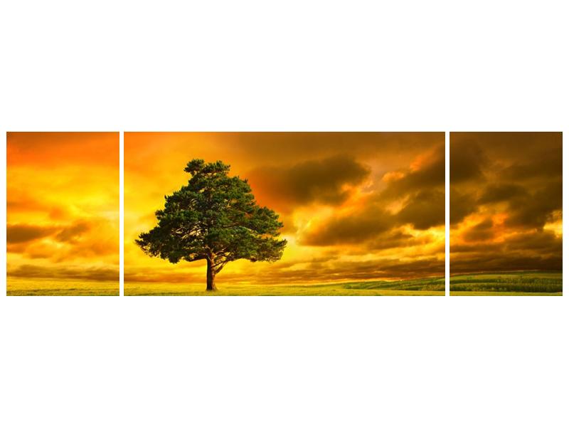 Obraz osamoceného stromu na louce  (F002617F17050)