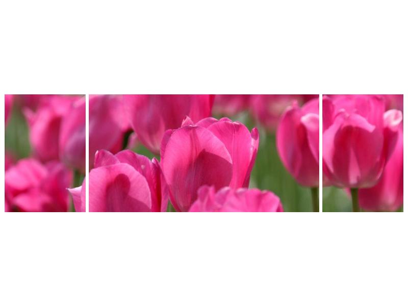Obraz růžových tulipánů  (F002627F17050)