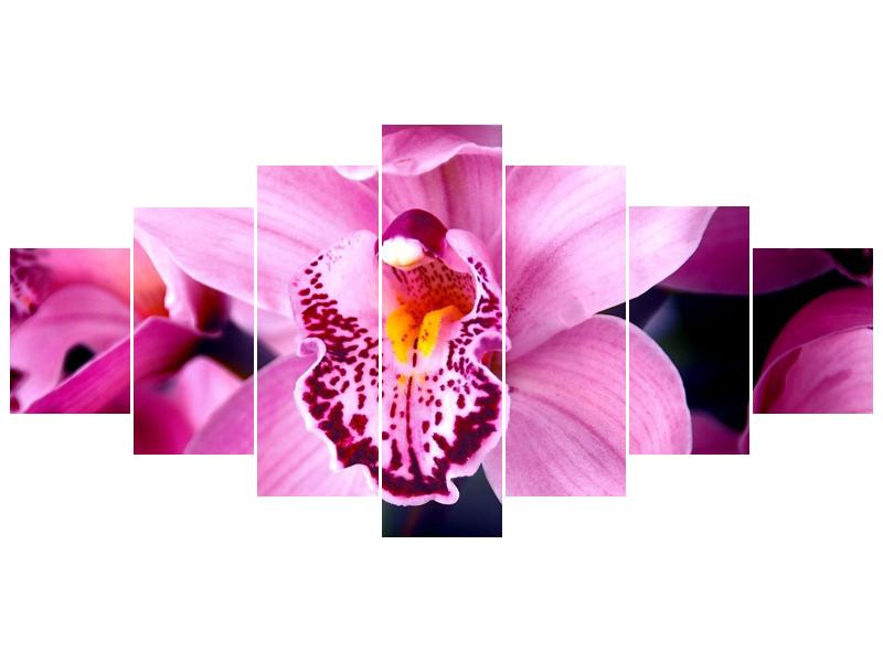 Obraz orchideje (F000055F210100)