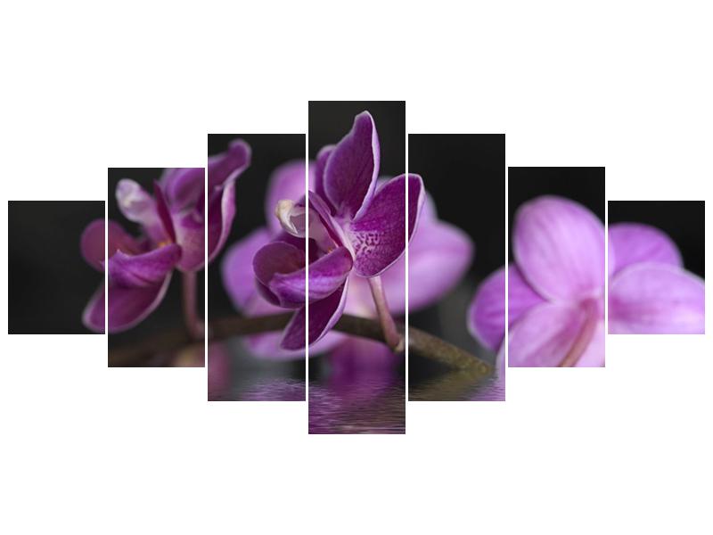 Obraz fialové květiny na hladině (F001231F210100)