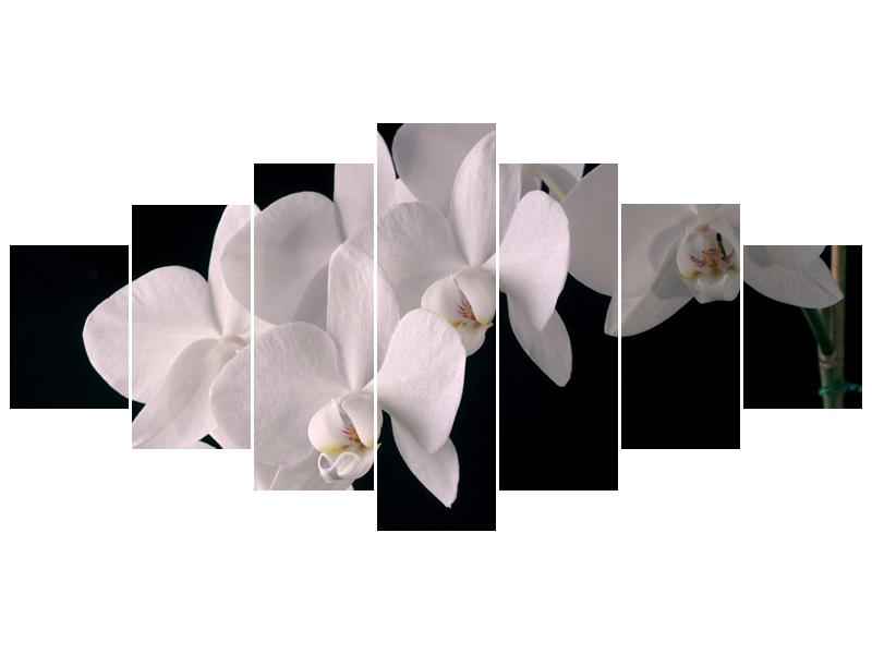 Obraz bílých magnolií (F001513F210100)