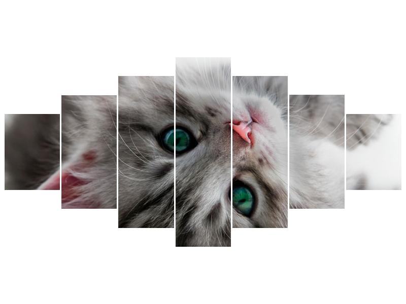 Obraz kočky se zelenýma očima  (F002702F210100)